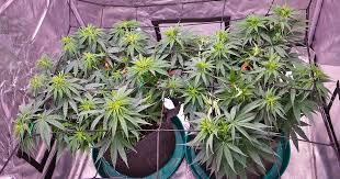Discovering Quality Cannabis A Guide to Weed Seeds NYC Discovering Quality Cannabis A Guide to Weed Seeds NYC