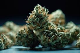 Discovering Quality Cannabis A Guide to Weed Seeds NYC Discovering Quality Cannabis A Guide to Weed Seeds NYC